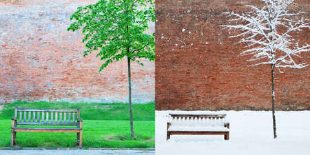 Park bench and tree in two seasons - spring and winterの写真素材