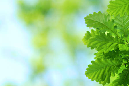 Fresh and young oak leaves in springtimeの写真素材