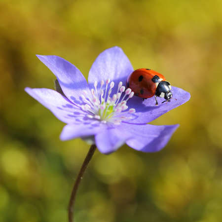 Single Ladybug on violet flower in springtimeの写真素材