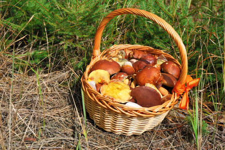 Basket of fresh mushrooms picked in forestの写真素材