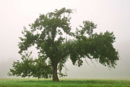 Single apple tree in an autumn fogの写真素材