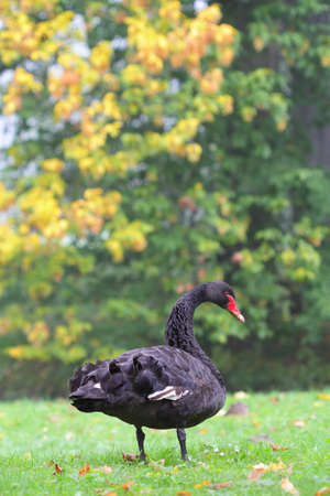 Beautiful black swan standing in a grassの写真素材