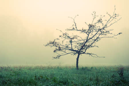 Small tree without leaves in morning autumn fogの写真素材