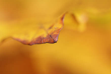 Abstract yellow leaf background in autumnの写真素材