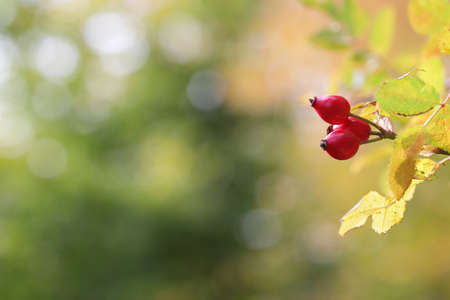 Red briar with abstract autumn background