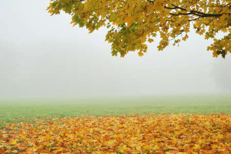 Tree branch with yellow trees in fogの写真素材