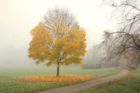 Small maple tree with golden leaves in misty autumn morningの写真素材