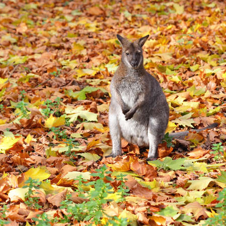One small kangaroo standing in autumn leavesの写真素材