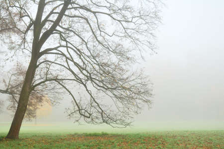 Leafless tree in dense fog in autumnの写真素材