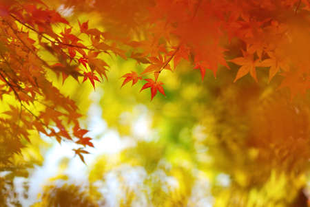 Japanese maple leaves in colorful autumn seasonの写真素材