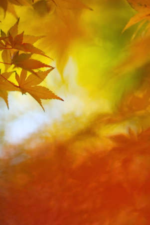 Japanese maple leaves in colorful autumn season