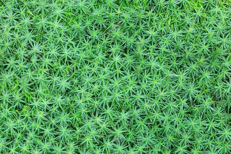 Abstract detailed forest moss background textureの写真素材