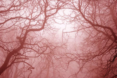 Bare tree branches in foggy mysterious and scary forestの写真素材