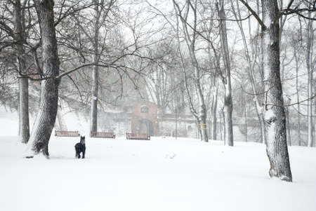 Forest park in heavy snow stormの写真素材