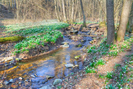 Snowflake flowers blooming on the banks of a small creek in early springの写真素材