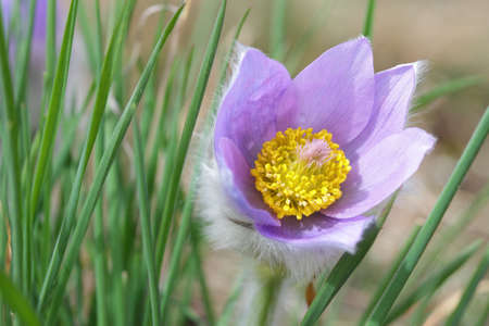 Pasque flower blossom in green spring grass