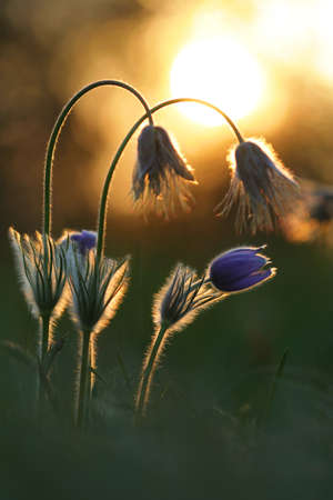 Pasque wild flower in setting sun evening light