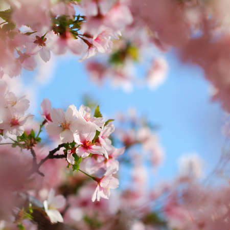 Pink tree blossoms blooming in colorful springtimeの写真素材