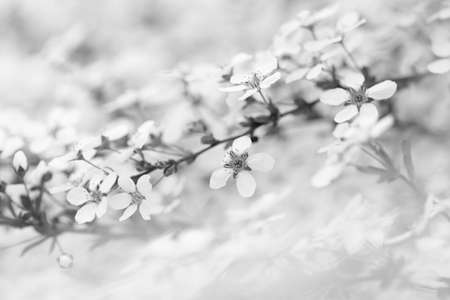 Springtime blooming branch of apple blossoms in black and whiteの写真素材