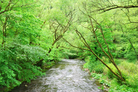 Small Clean River and trees leaning over from the banksの写真素材