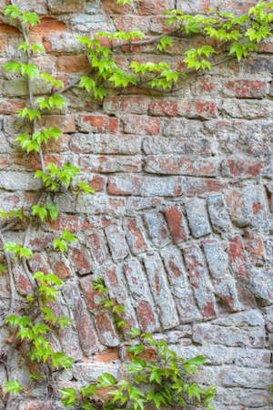 Old brick wall framed by green ivyの写真素材