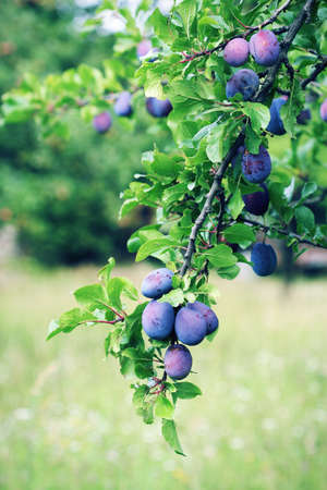 Plum tree branch with blue plum fruitの写真素材