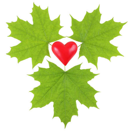Green maple leaves surrounding a red plastic heart on a white backgroundの写真素材