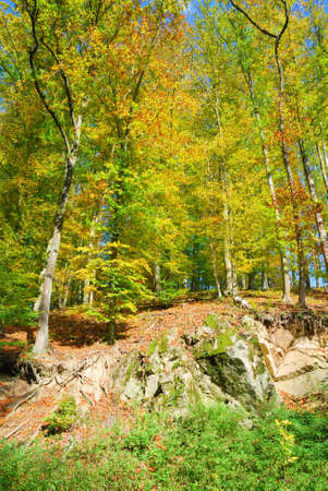 Autumn in the forest with colorful leavesの写真素材