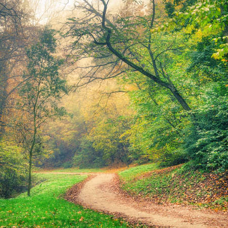 Colorful autumn park trees and road in the morning hazeの写真素材