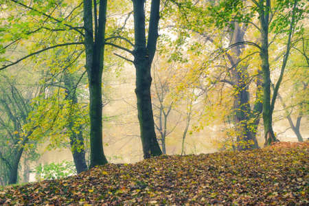 Autumn forest park at the river bank in the morning fogの写真素材