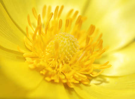 Yellow pheasant's eye flower abstract background