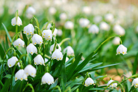 Early spring snowflake wild flowers