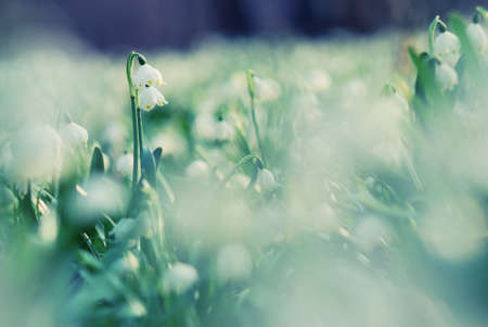 Early spring snowflake wild flowers