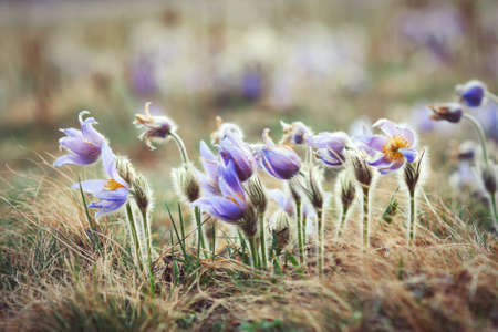 Blooming pasque wild flowers in spring season