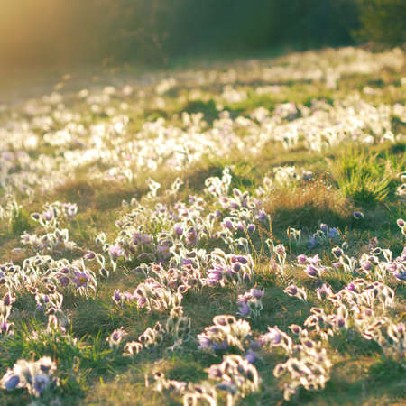 Meadow with pasque flowers backlit by the setting sunの写真素材