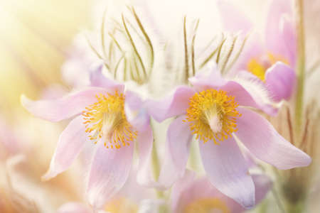 Two pasque flower blossoms in early spring