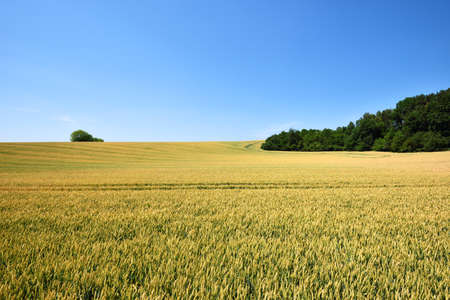 Field of wheat crop with blue sky in summerの写真素材