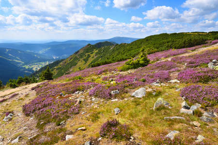 Purple heath blooming in the high mountainsの写真素材
