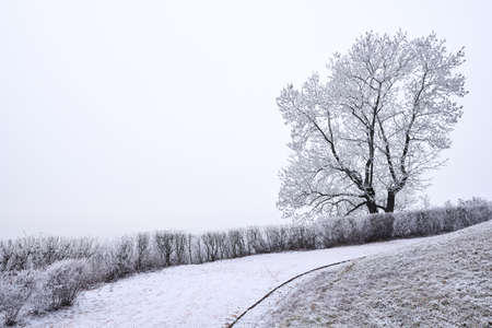 Single tree covered in rime and empty pale winter skyの写真素材