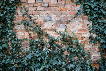 Old brick wall covered with dark green ivyの写真素材