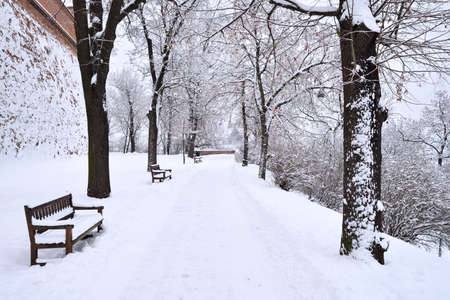 City park covered in fresh white snowの写真素材