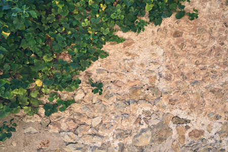 Old stone wall half covered by green ivy leavesの写真素材