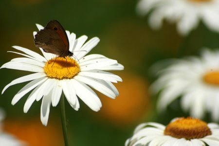 butterflyの写真素材