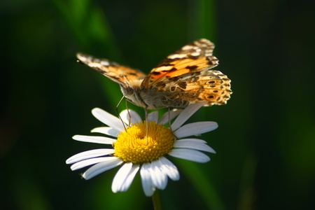 butterflyの写真素材