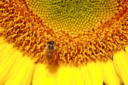 sunflower and bee
