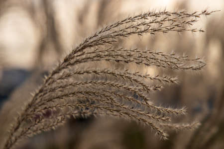 swaying grass in the Krakow parkの写真素材