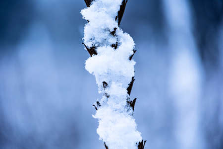 a sprig of grass covered with snowの写真素材