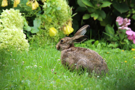 Hare with hydrangeasの写真素材