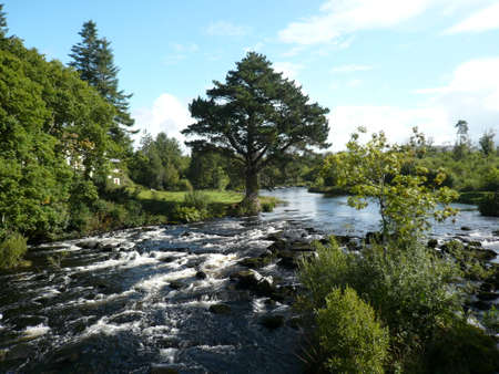 Tree at the torrentの写真素材