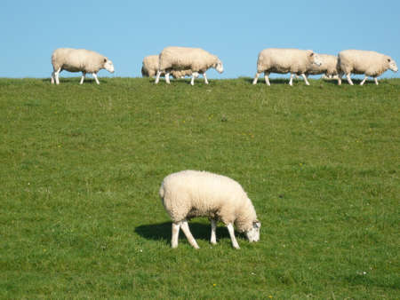 Sheep on the dikeの写真素材